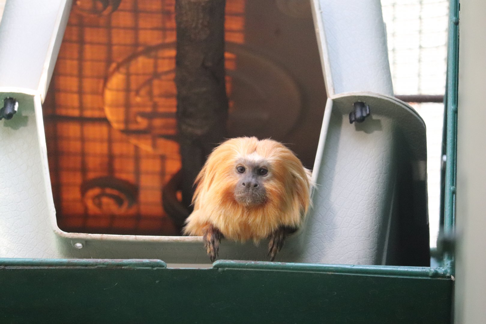 Small Mammal House - Golden Lion Tamarin