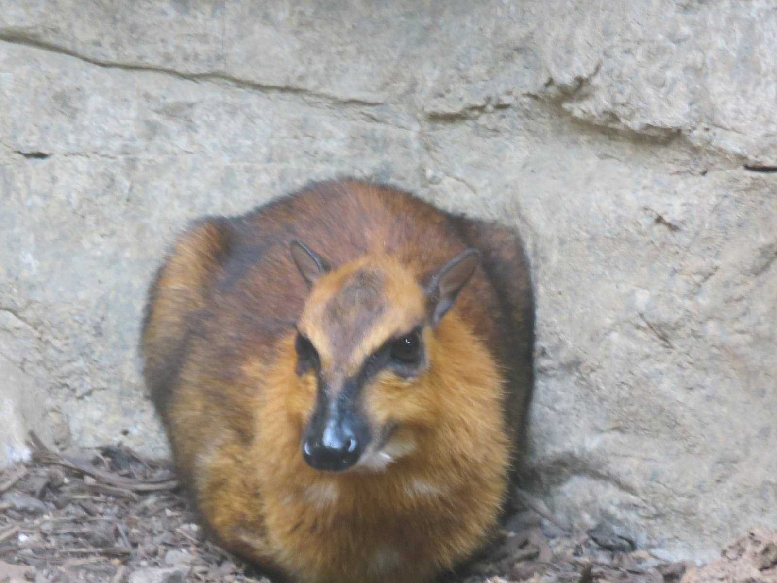 Small Mammal House - Greater mouse-deer