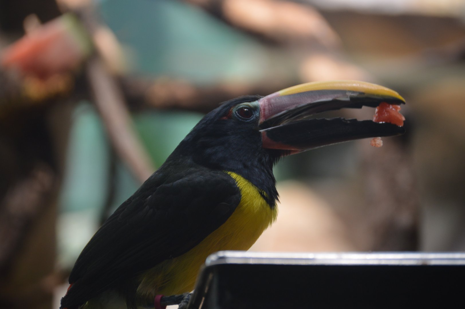 Small Mammal House - Green Aracari (Pteroglossus viridis)
