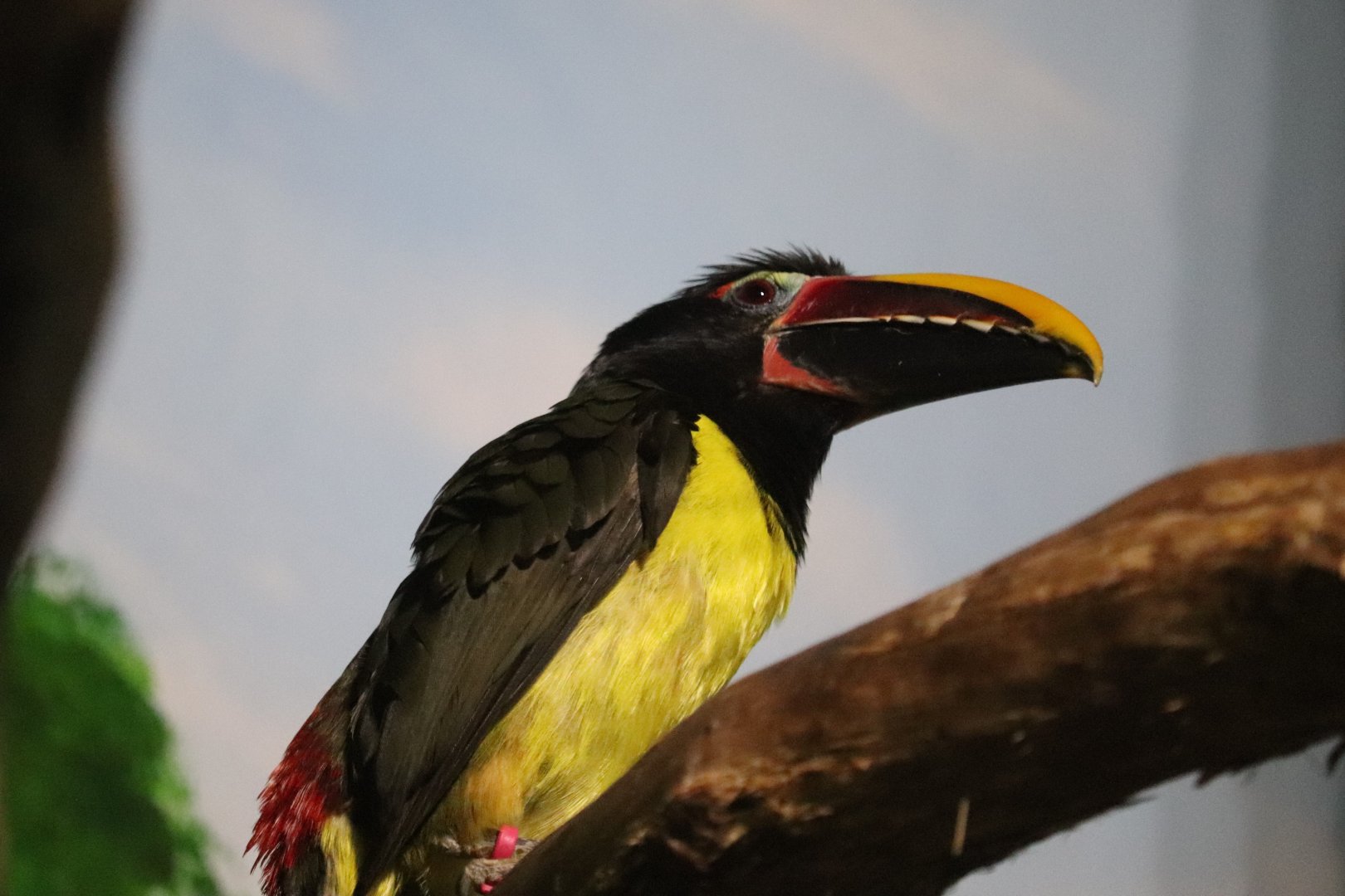 Small Mammal House - Green Aracari