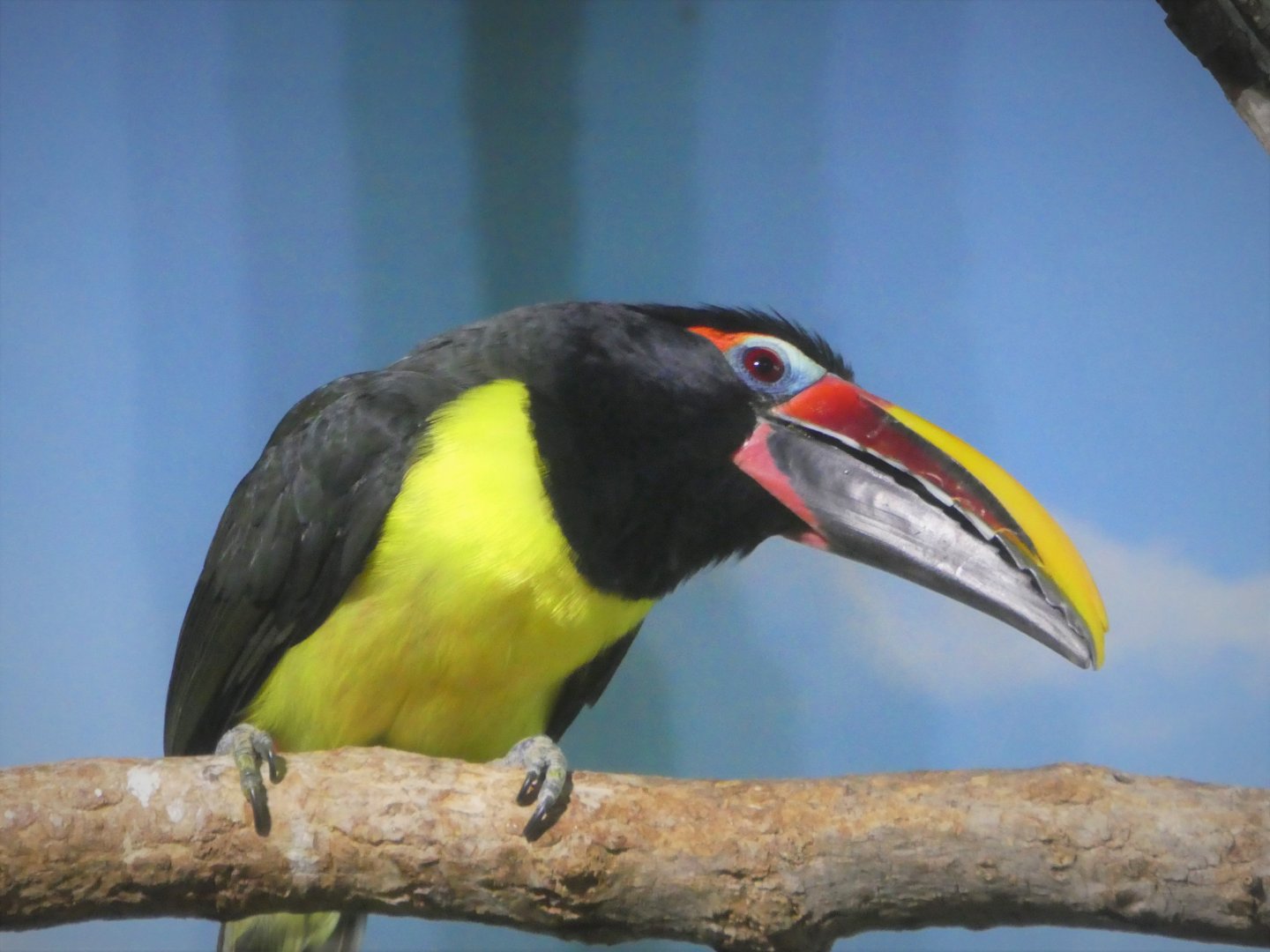 Small Mammal House - Green Aracari