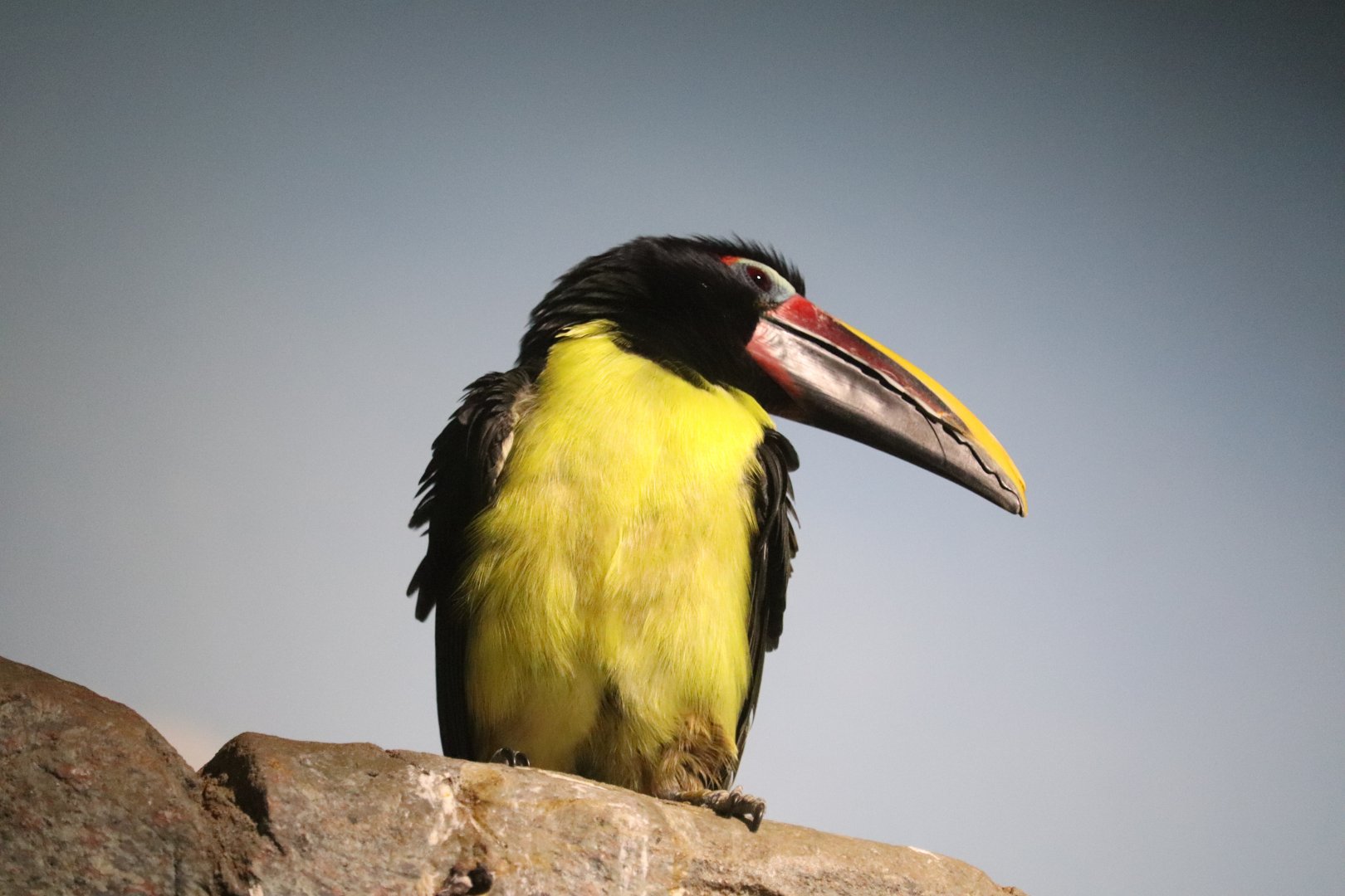 Small Mammal House - Green Aracari