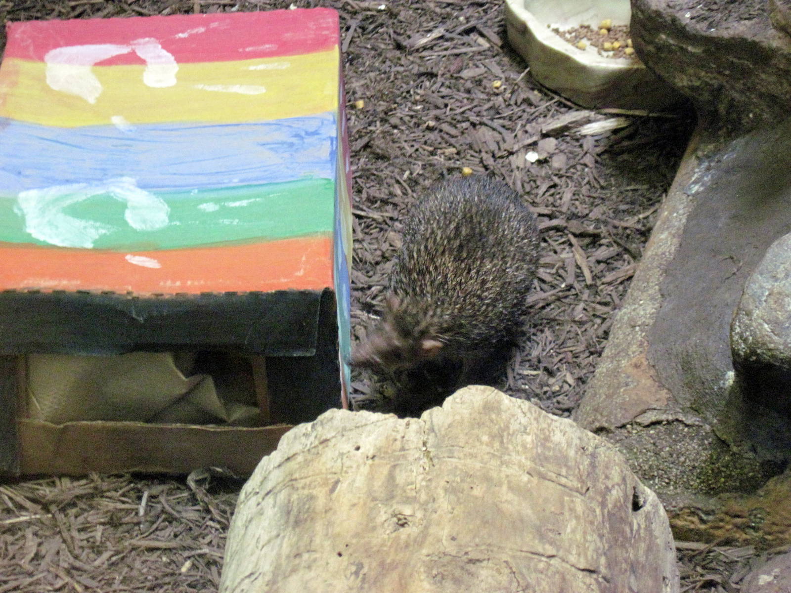 Small Mammal House-Hedgehog Tenrec