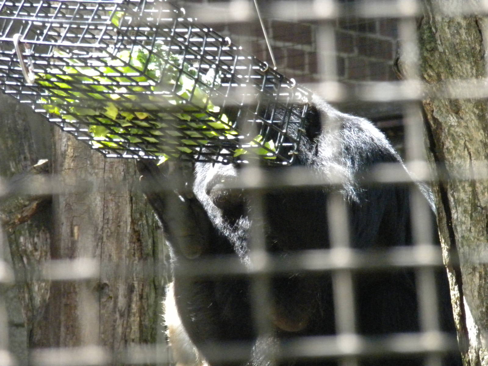 Small Mammal House - Howler Monkey