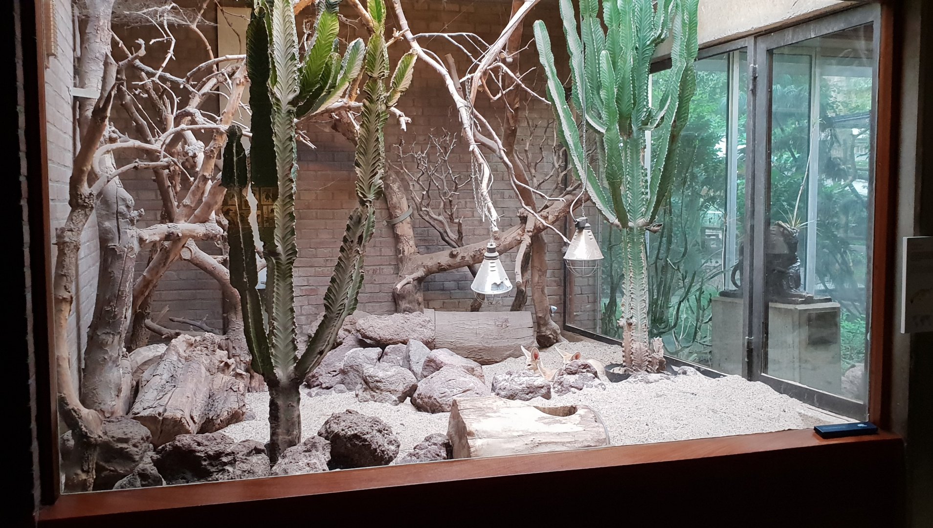 Small Mammal House : Indoor-enclosure Fennek fox