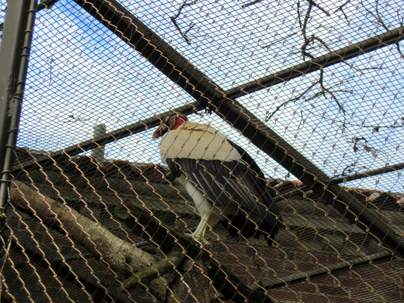 Small Mammal House-King Vulture