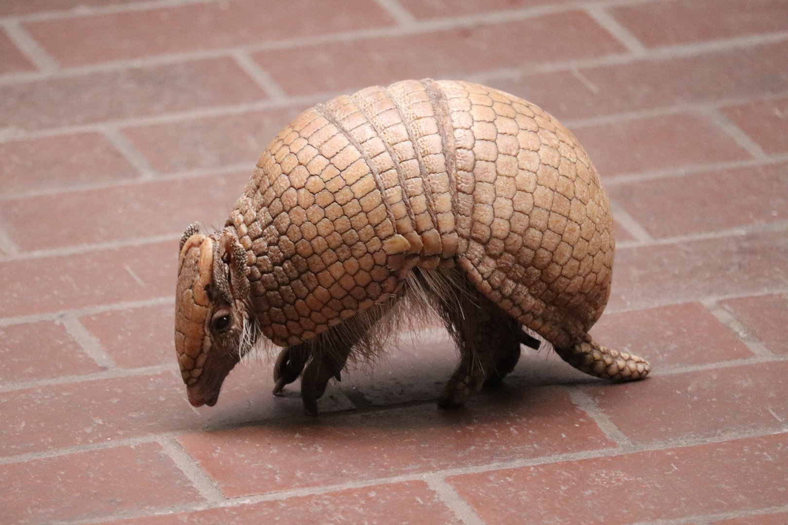 Small Mammal House - La Plata Three-Banded Armadillo