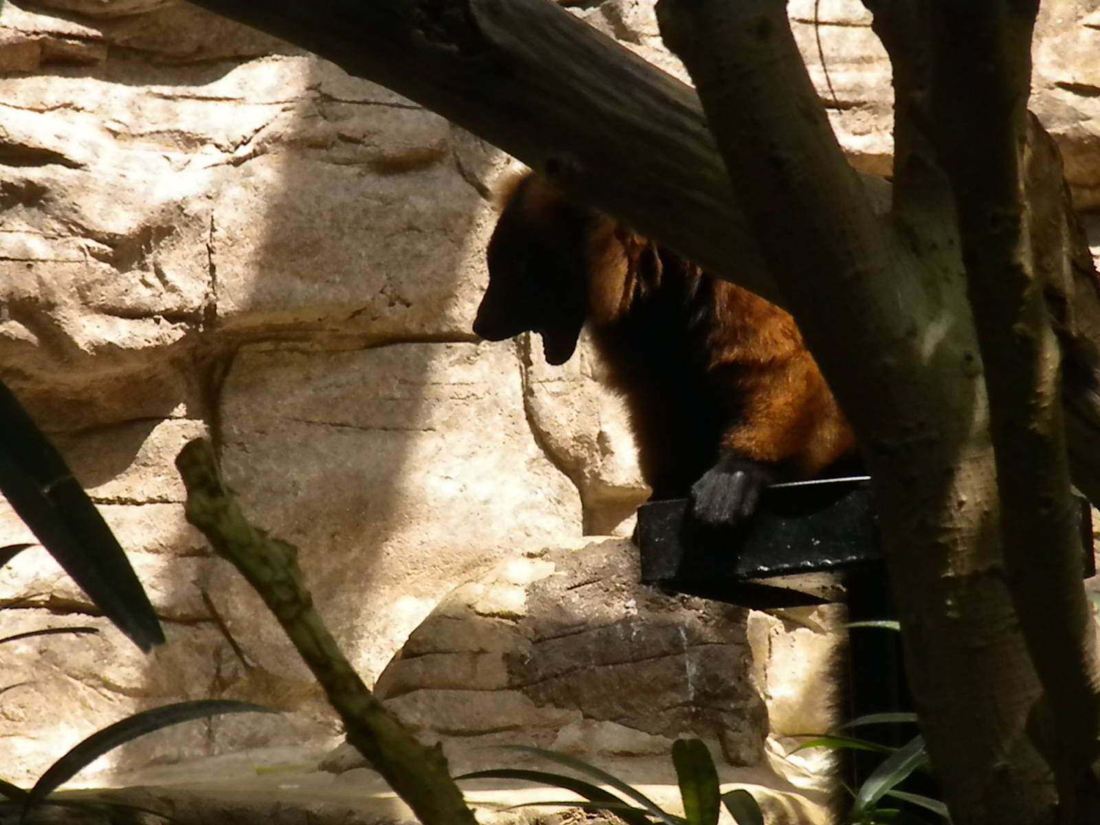 Small Mammal House - Lemur