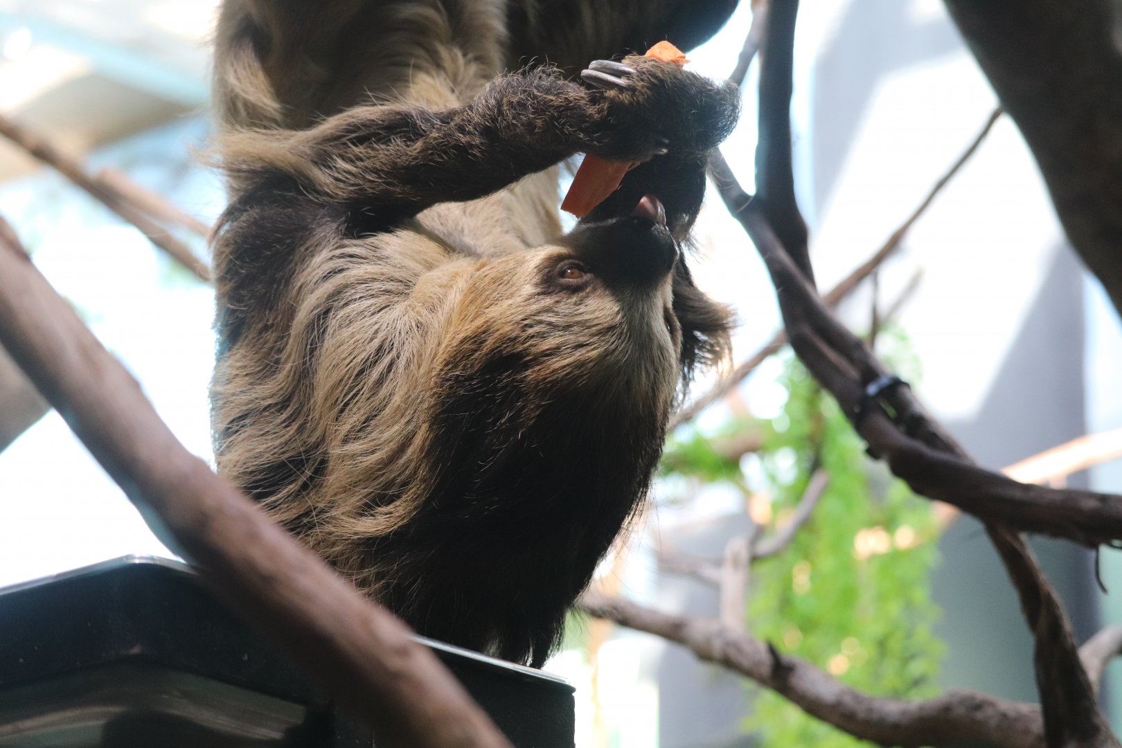 Small Mammal House - Linnaeus's Two-Toed Sloth