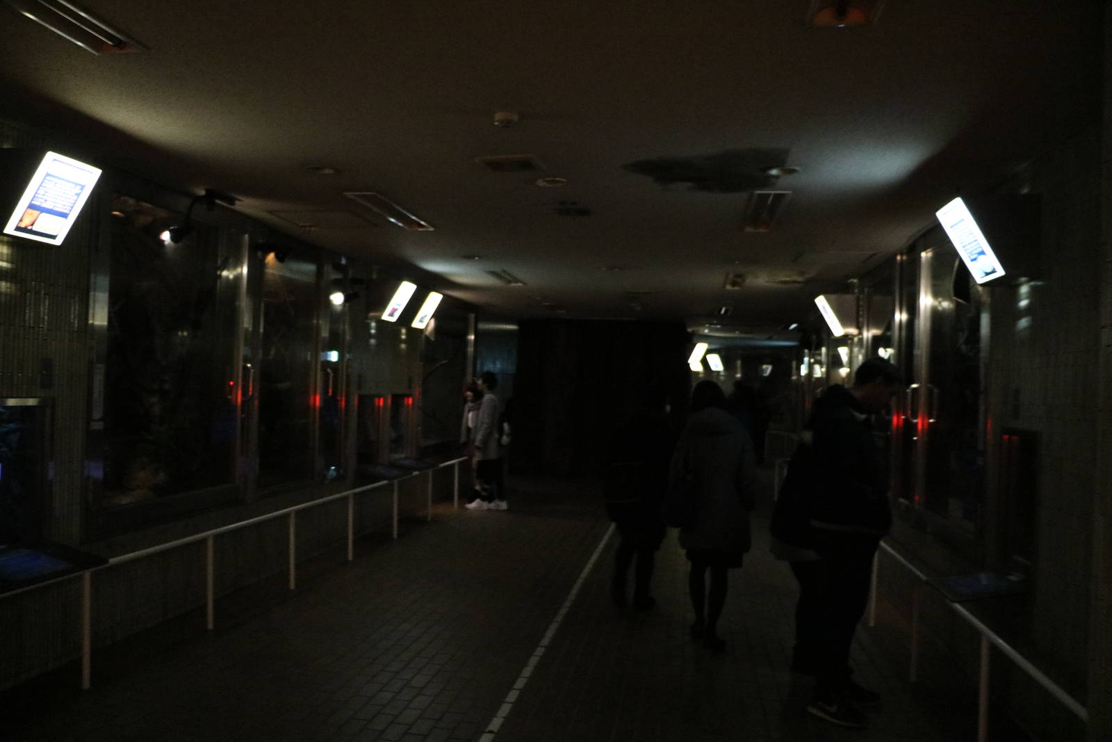 Small mammal house - lower (nocturnal) level, February 2016