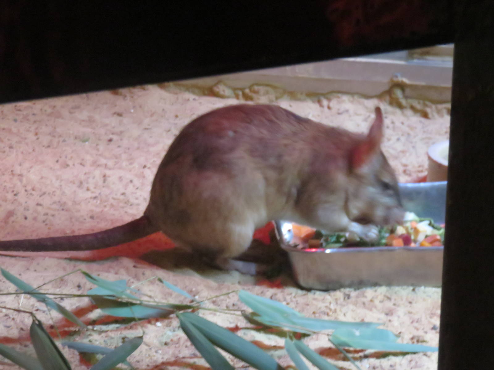 Small Mammal House - Malagasy Giant Jumping Rat