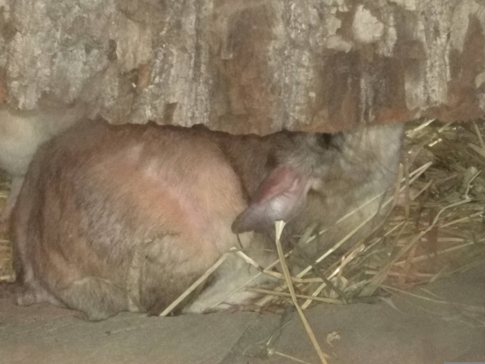 Small Mammal House - Malagasy Giant Jumping Rat