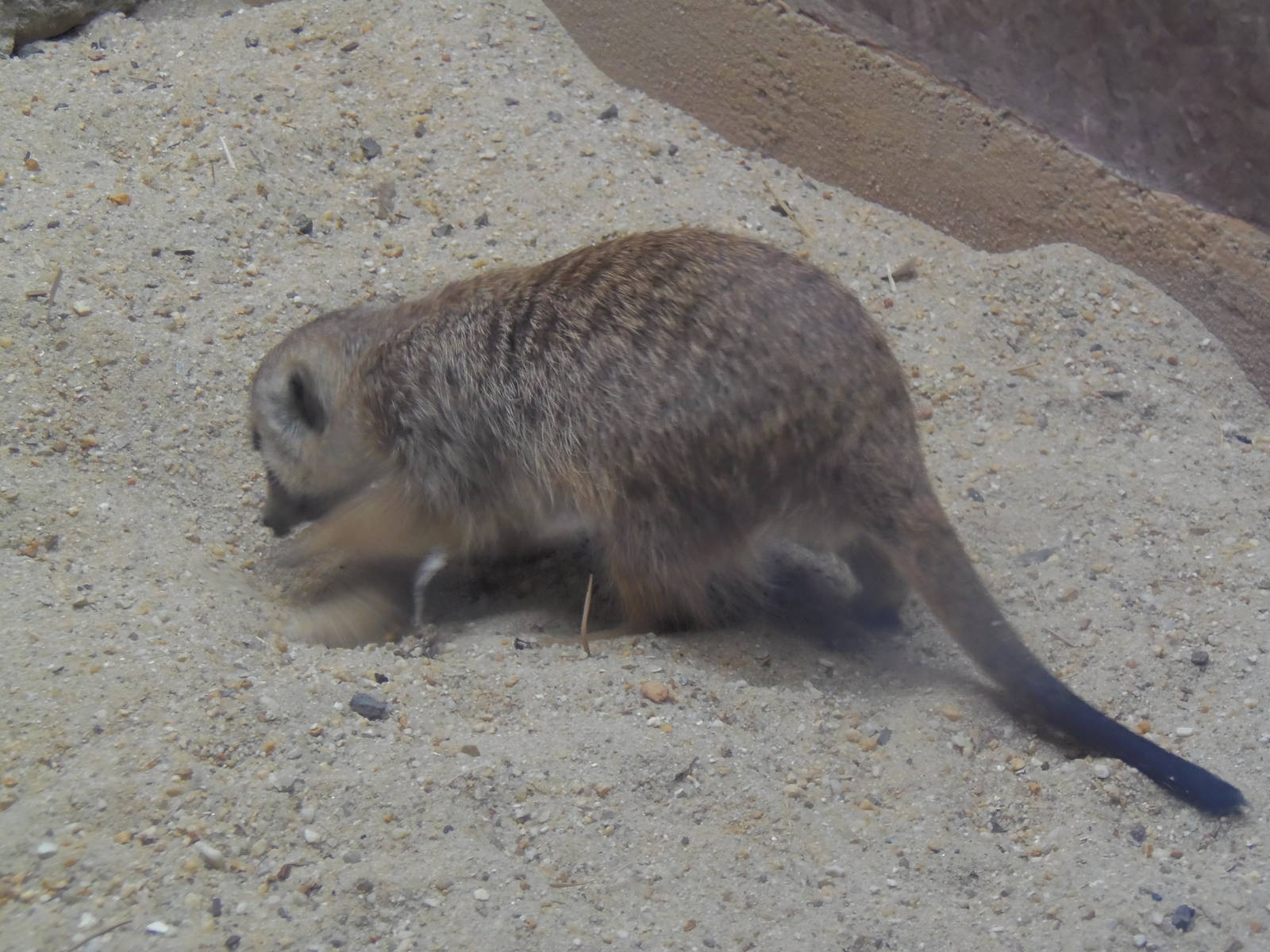 Small Mammal House- Meerkat Digging