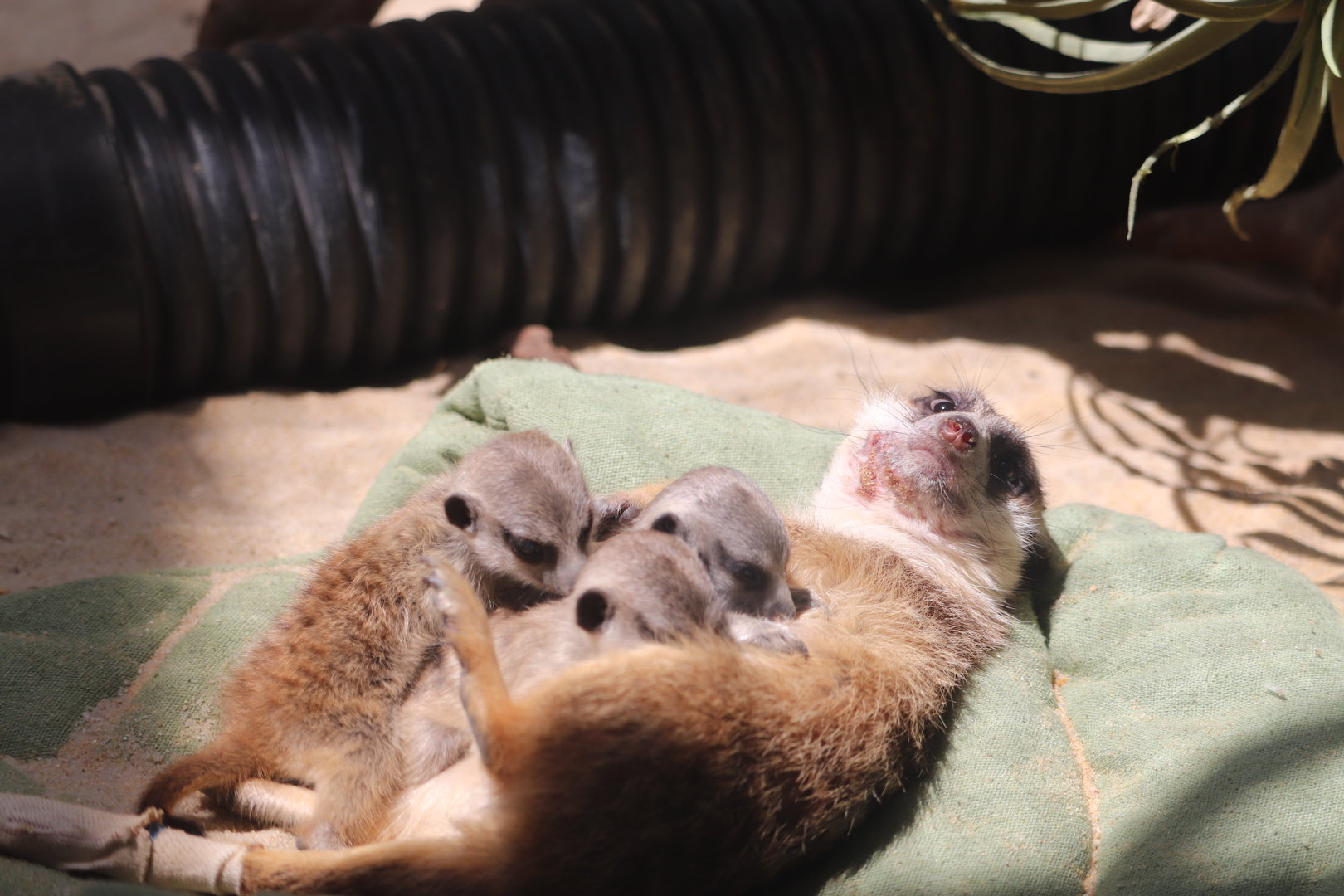 Small Mammal House - Meerkat Family