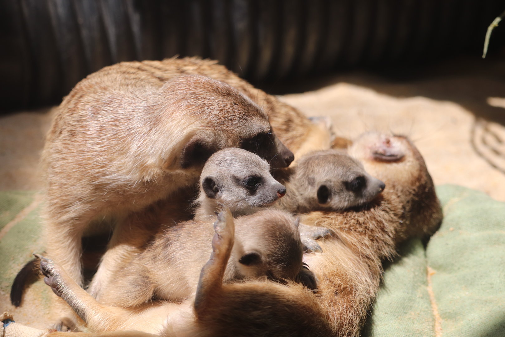 Small Mammal House - Meerkat Family