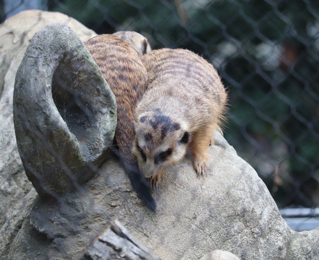 Small Mammal House - Meerkat Maze - Meerkat