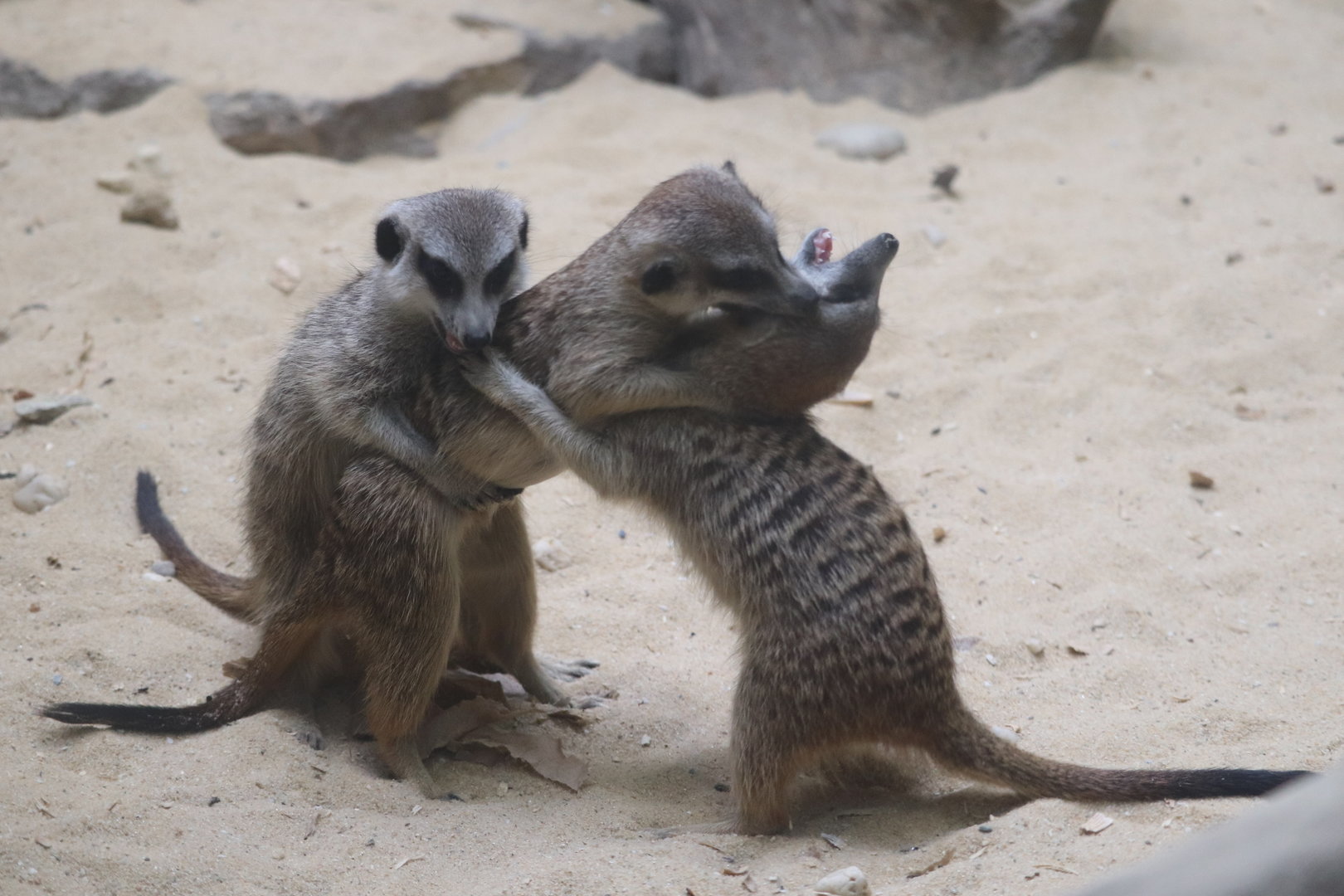 Small Mammal House - Meerkat Play Time
