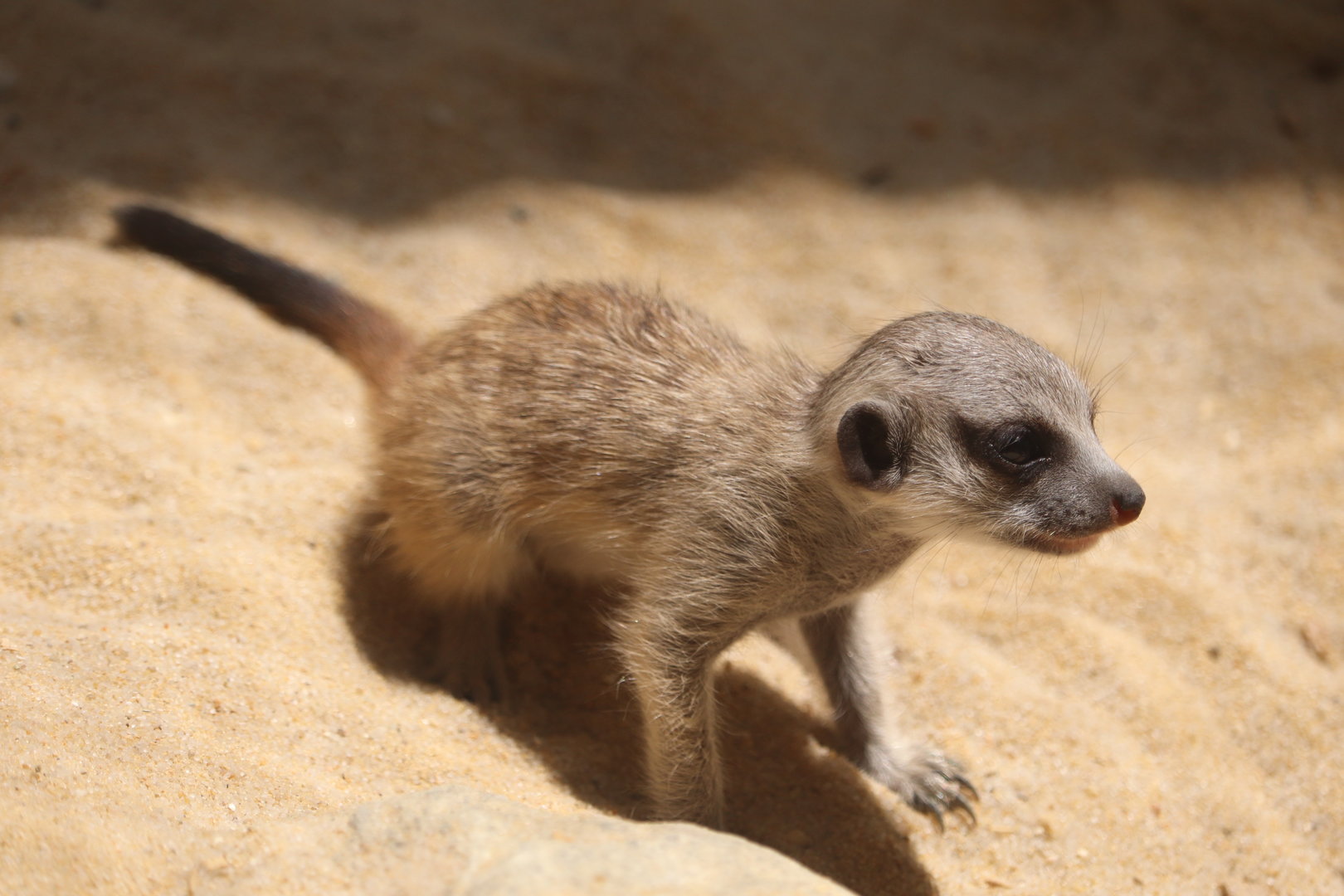 Small Mammal House - Meerkat Pup