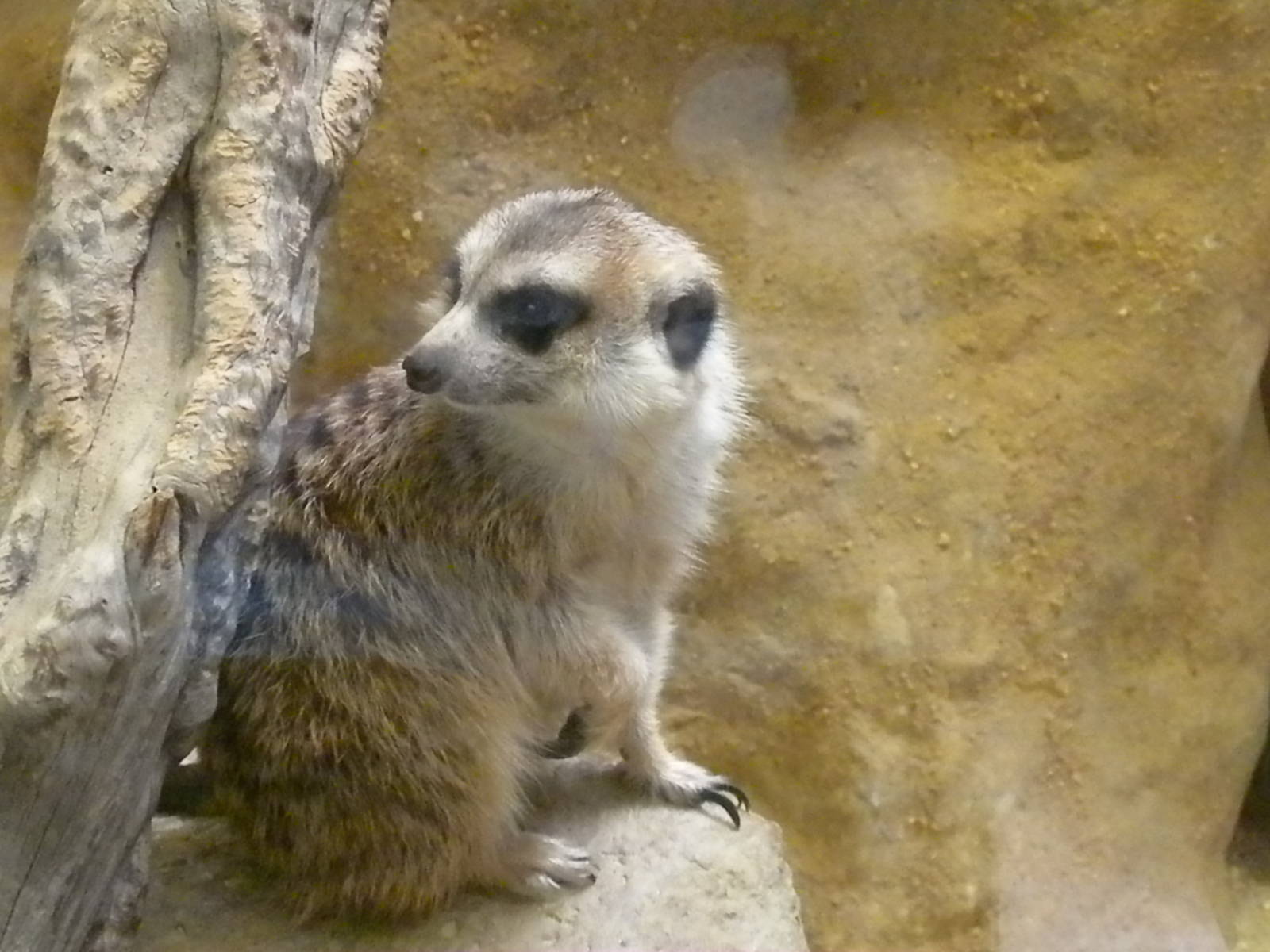 Small Mammal House - Meerkat