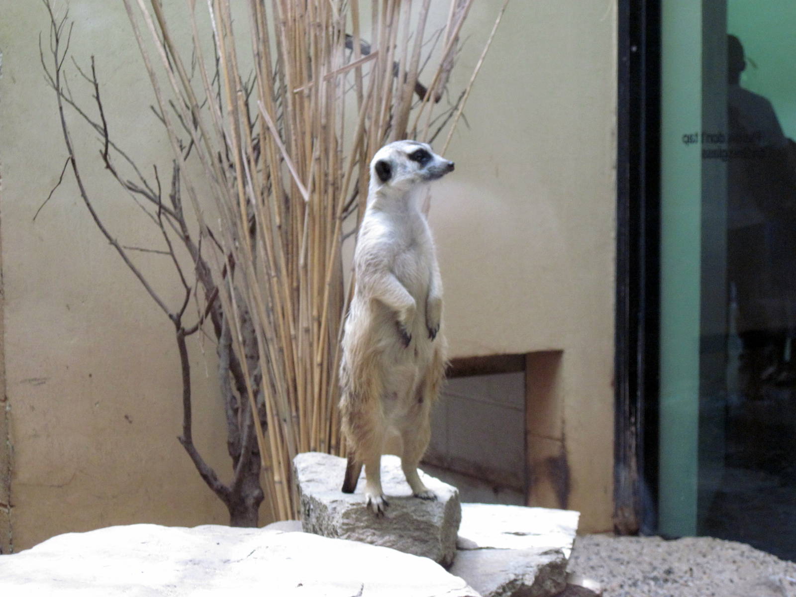 Small Mammal House-Meerkat