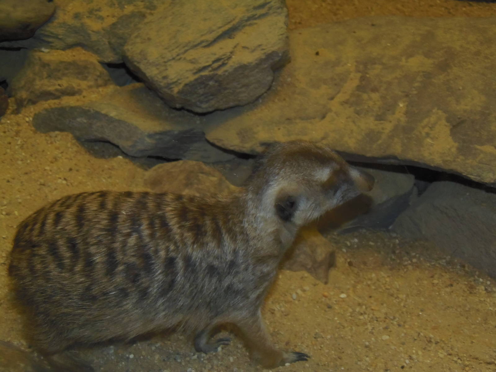 Small Mammal House- Meerkat