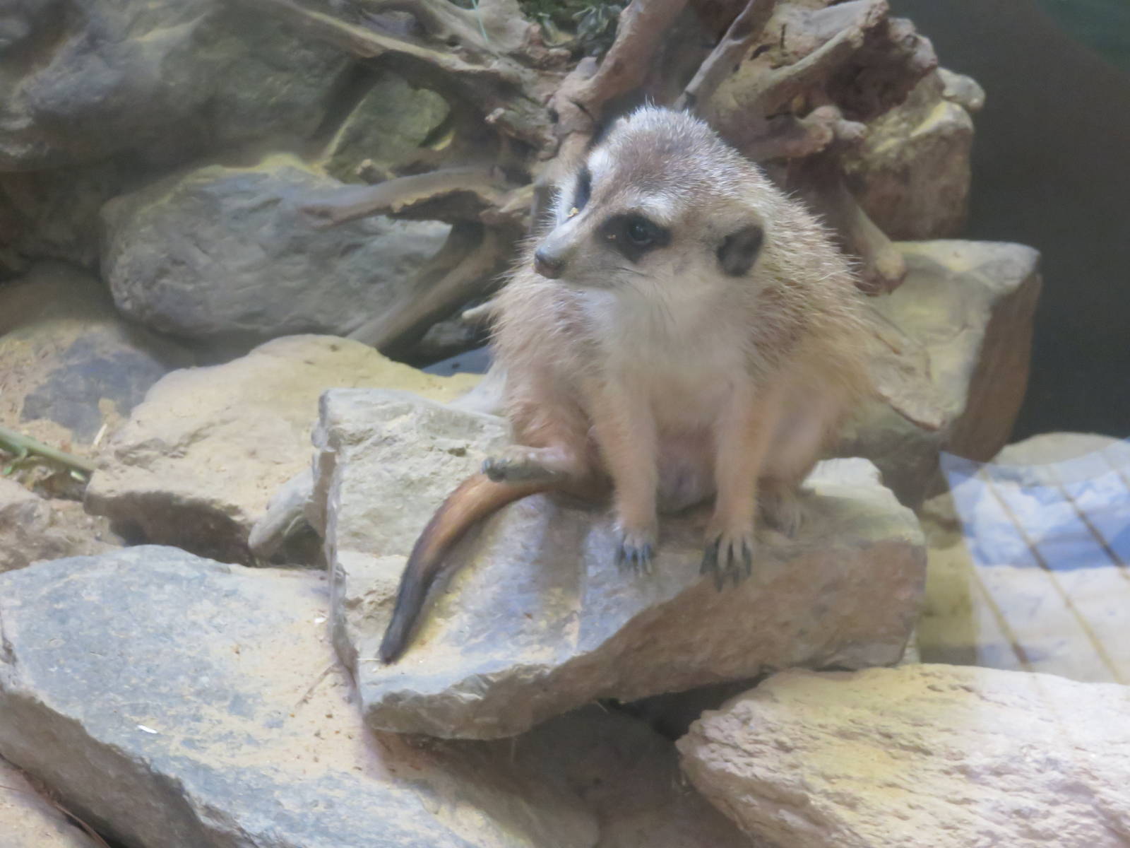 Small Mammal House - Meerkat