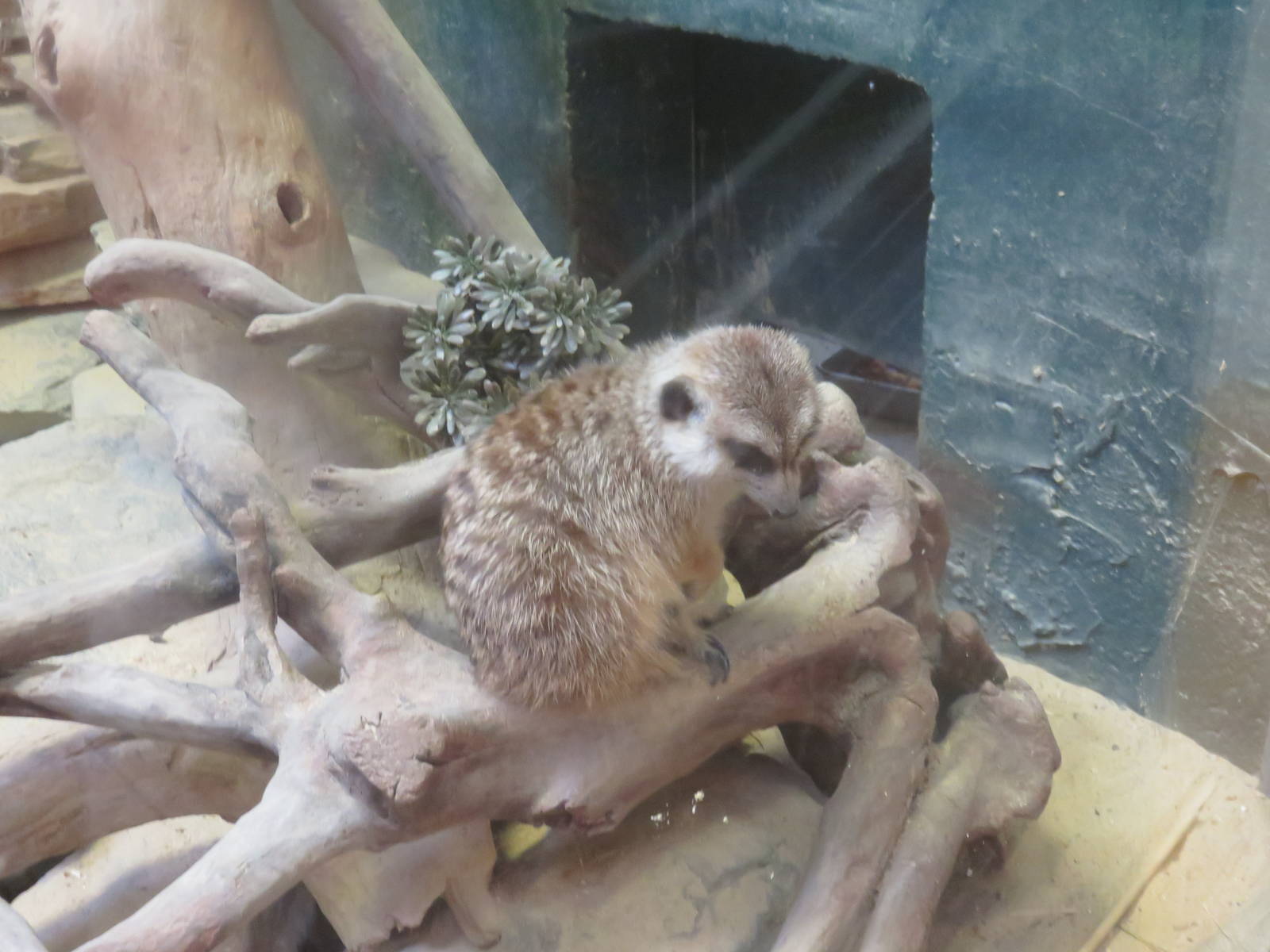 Small Mammal House - Meerkat