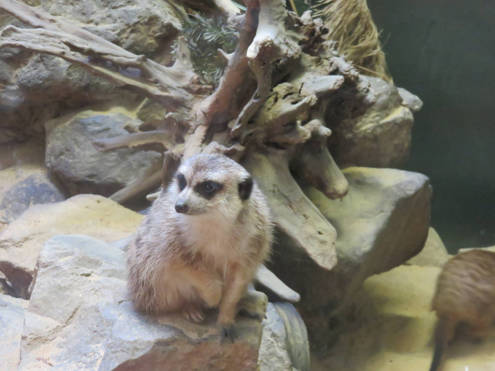 Small Mammal House - Meerkat