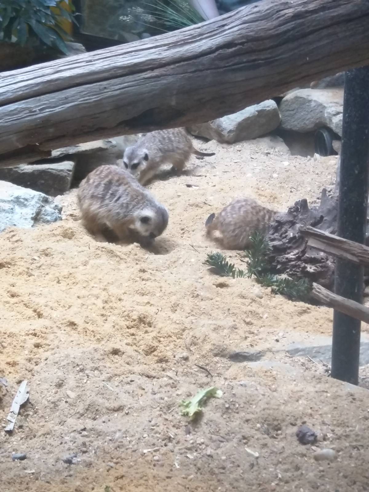 Small Mammal House - Meerkat