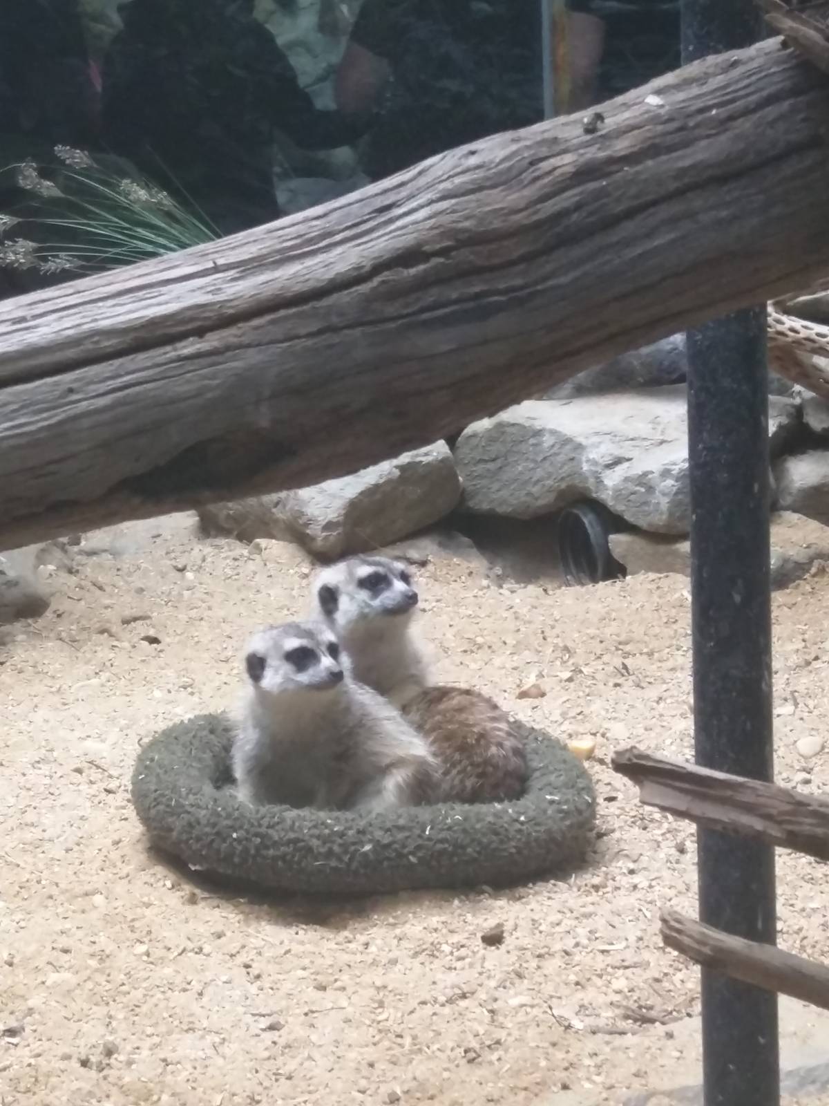 Small Mammal House - Meerkat