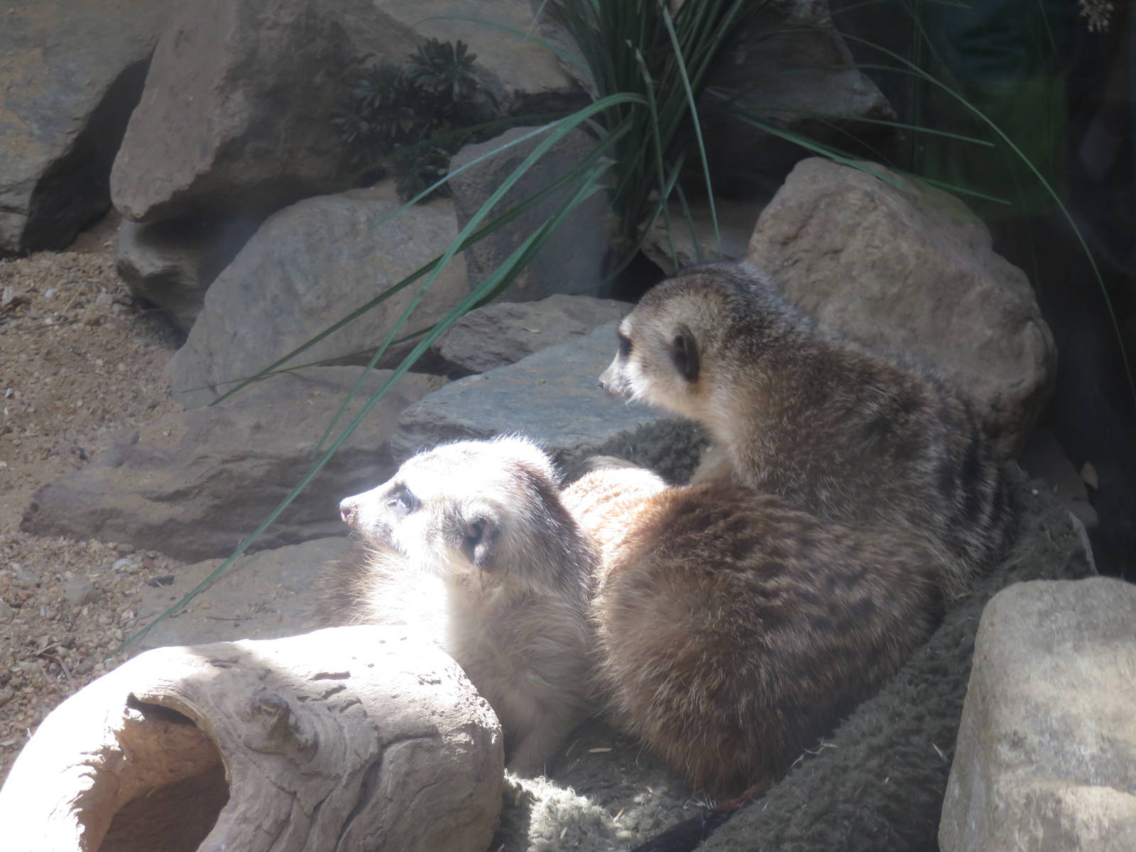 Small Mammal House - Meerkat
