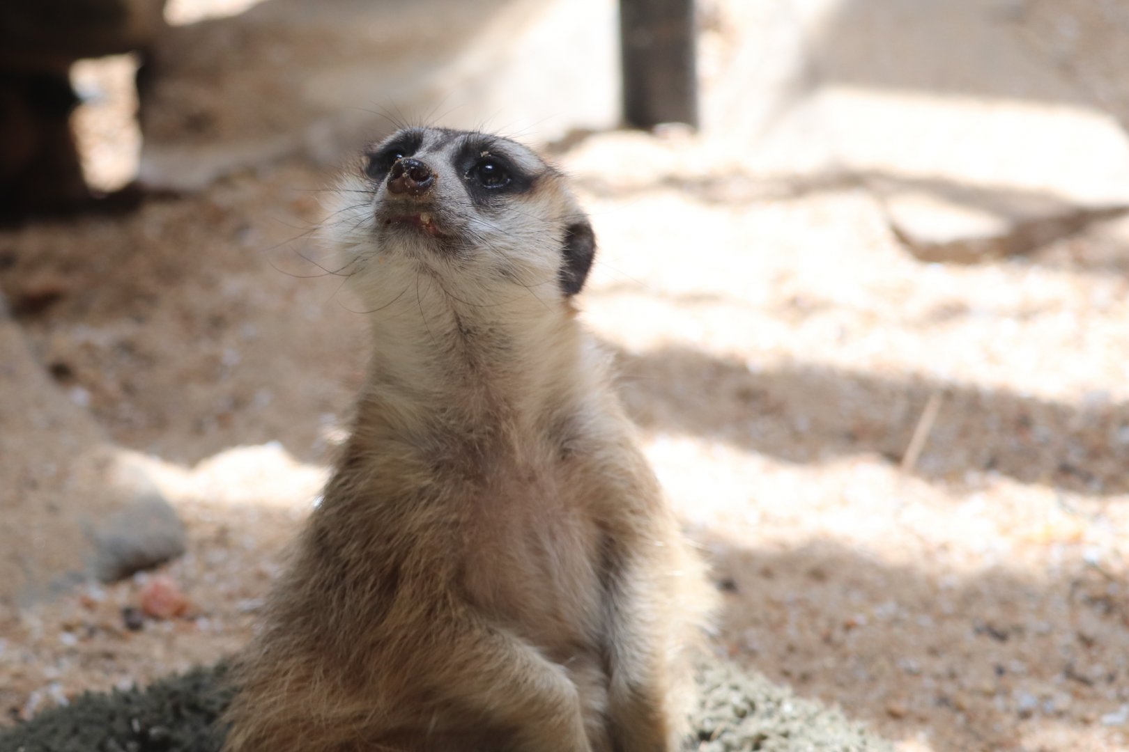 Small Mammal House - Meerkat
