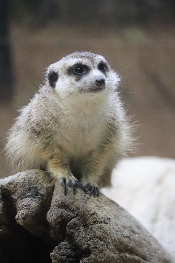 Small Mammal House - Meerkat