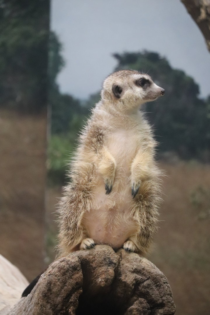 Small Mammal House - Meerkat