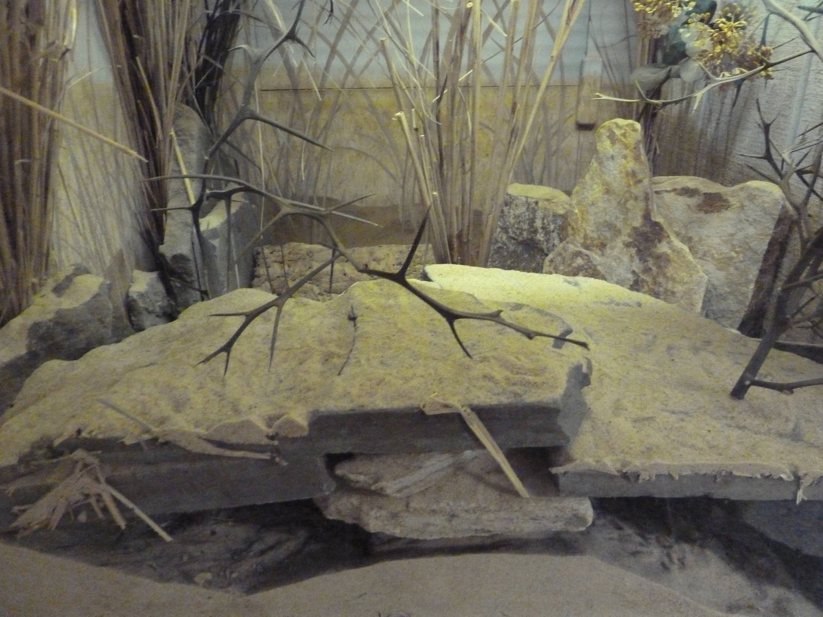 Small Mammal House - Merriam's Kangaroo Rat