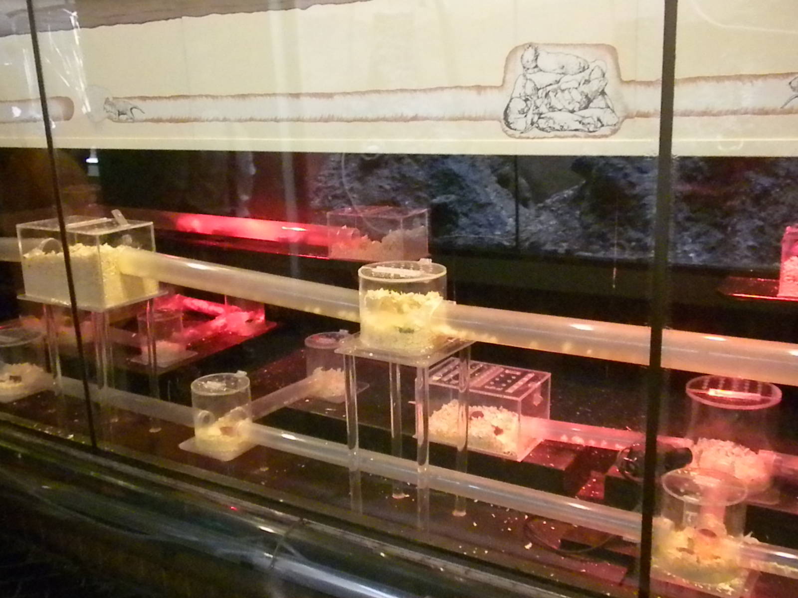 Small Mammal House - Naked Mole Rat Exhibit