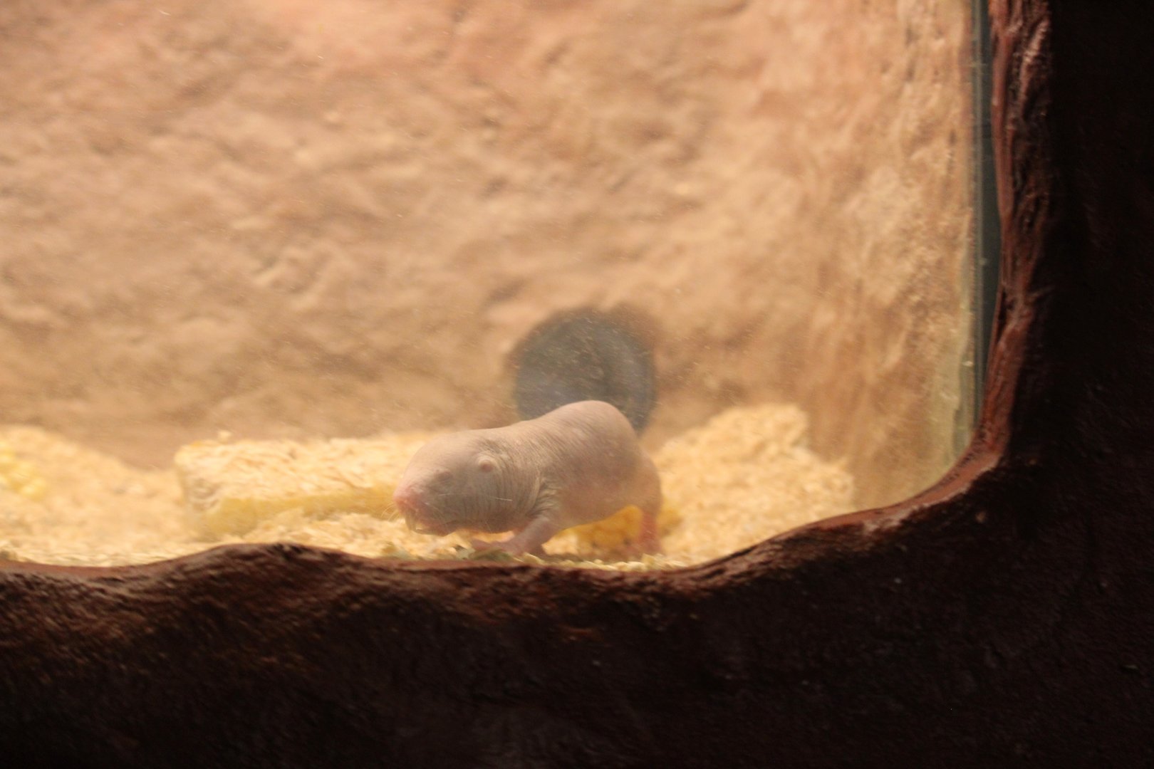 Small Mammal House - Naked Mole-Rat