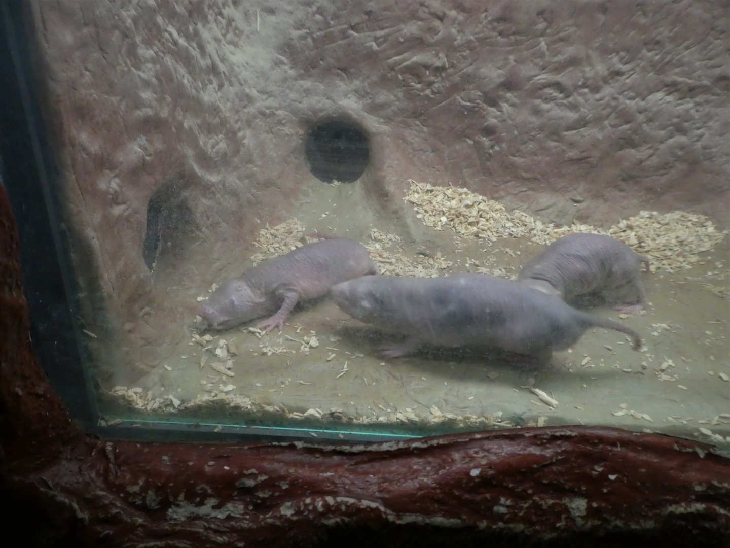Small Mammal House - Naked Mole Rats