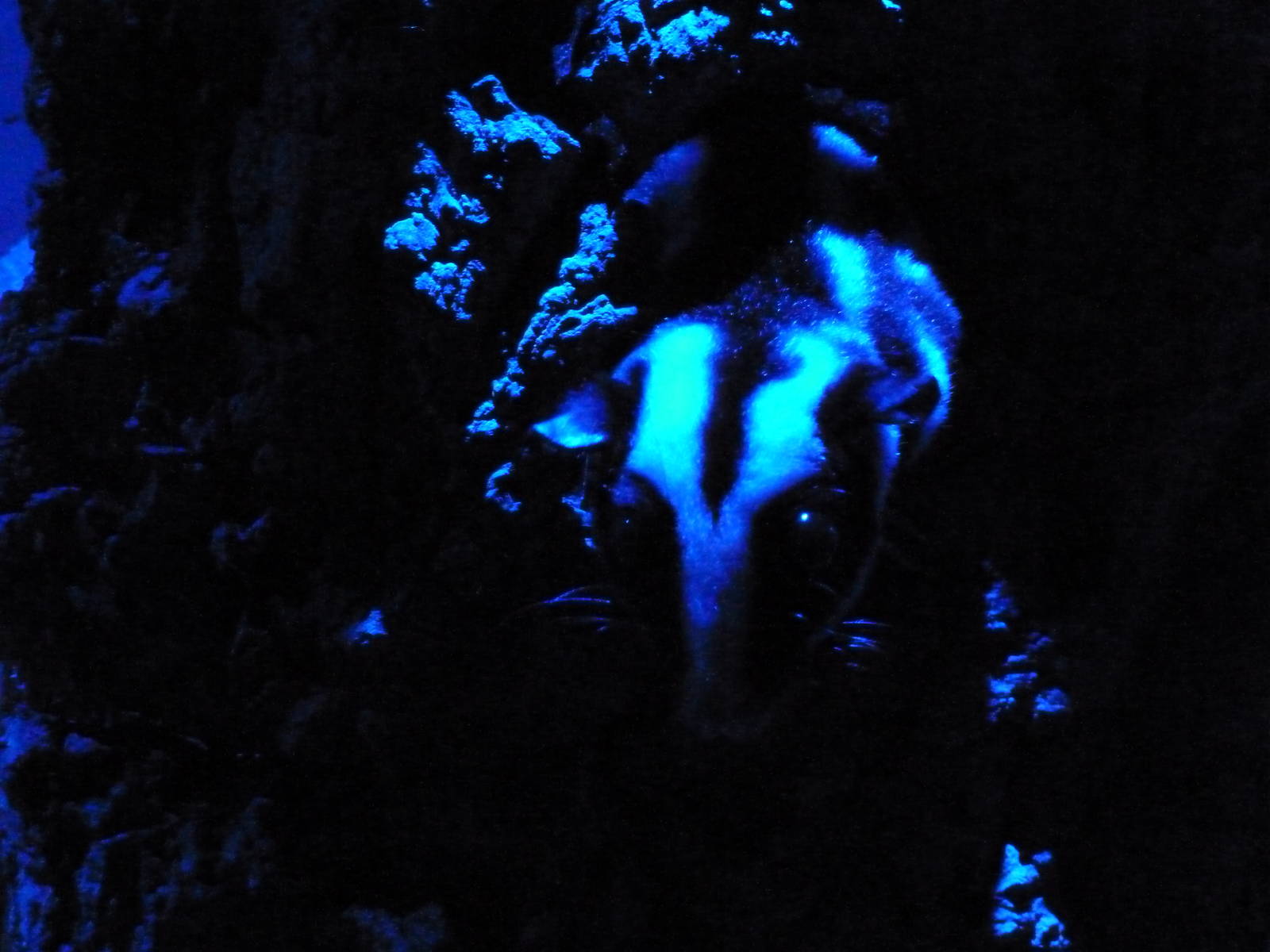 Small Mammal House - Nocturnal Section - Striped Possum