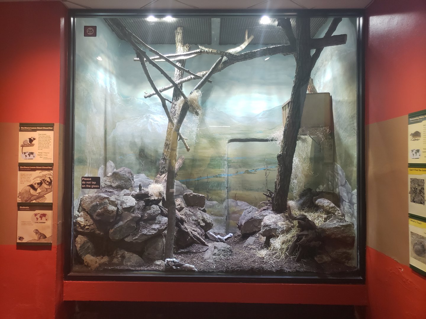 Small Mammal House - Northern Luzon Giant Cloud Rat Exhibit