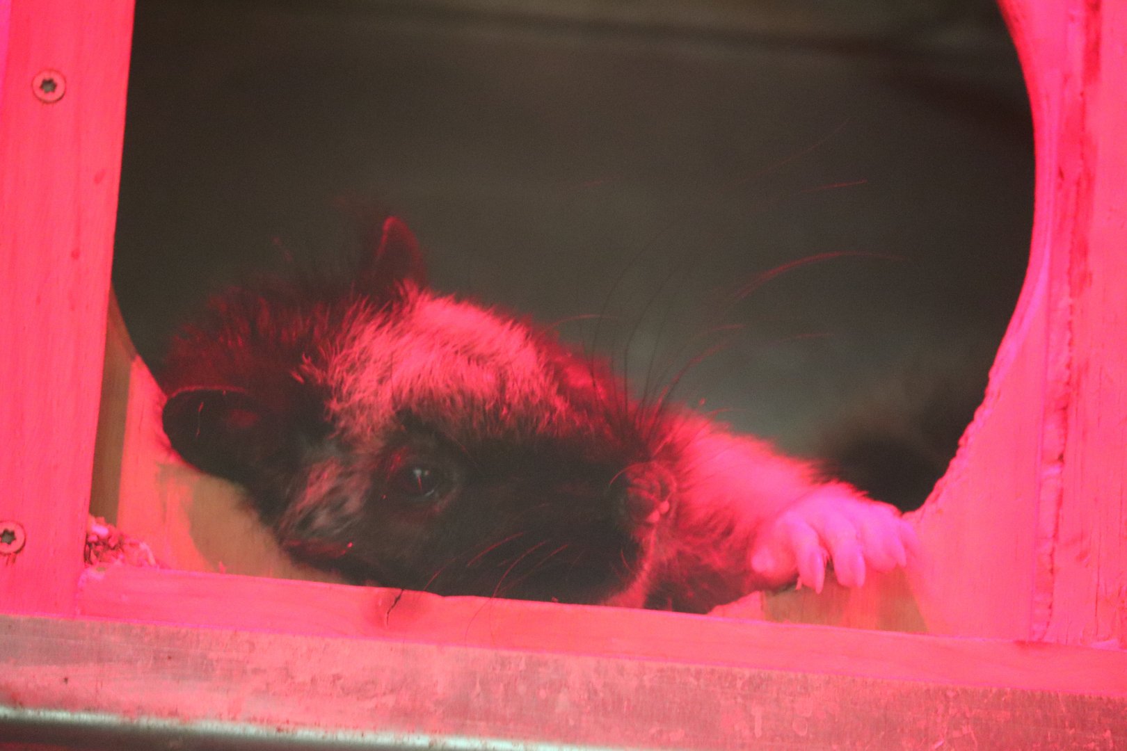 Small Mammal House - Northern Luzon Giant Cloud Rat