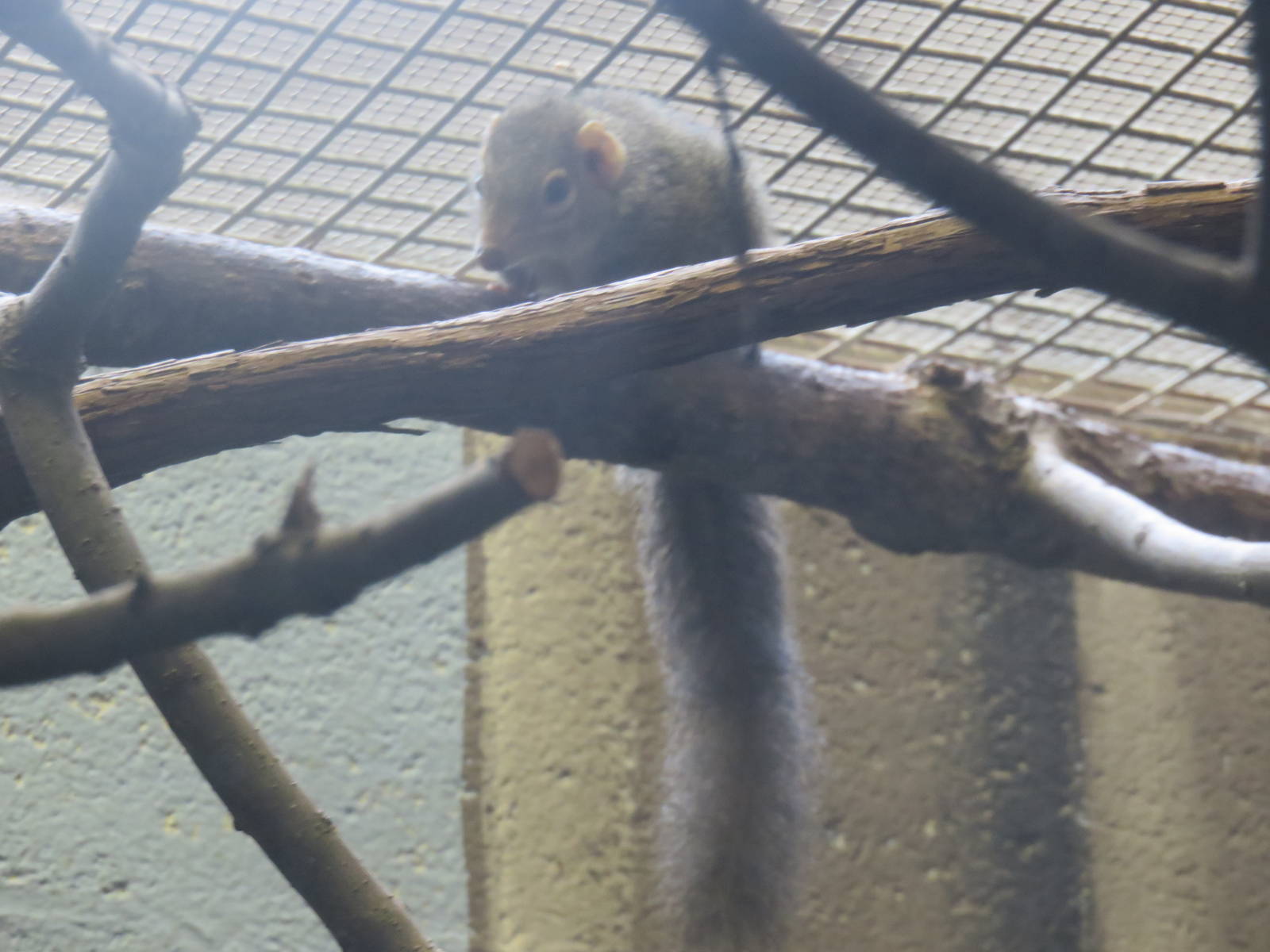 Small Mammal House - Northern Tree Shrew