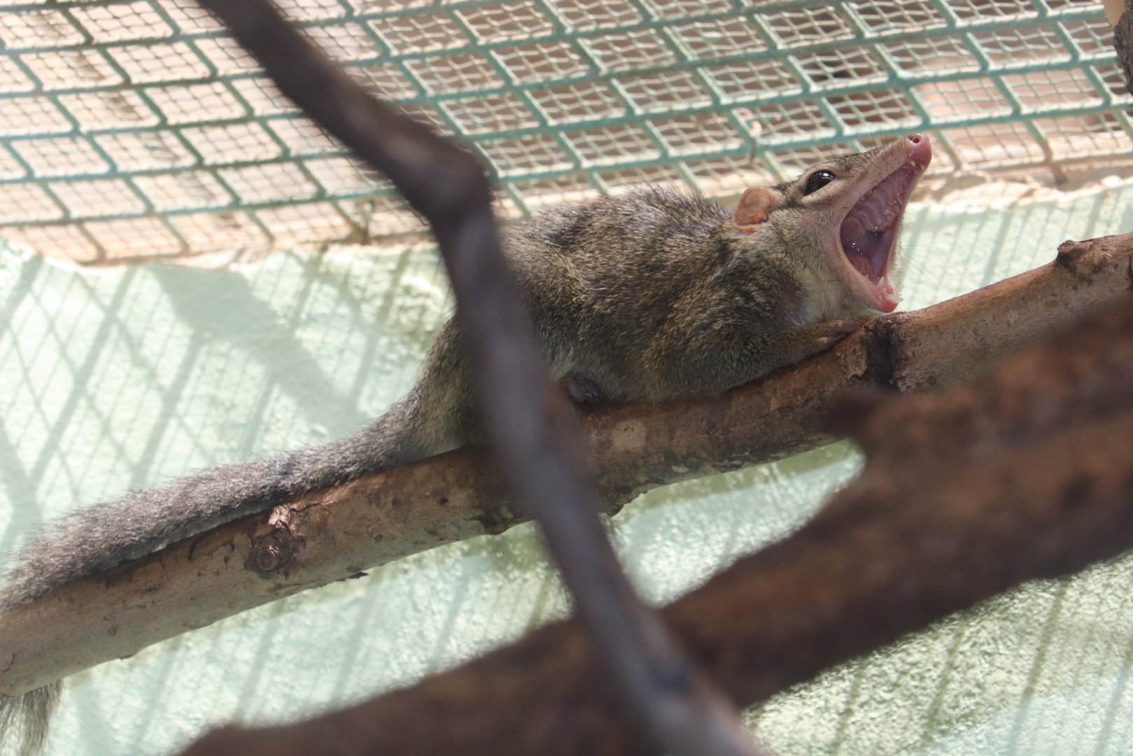 Small Mammal House - Northern Tree Shrew