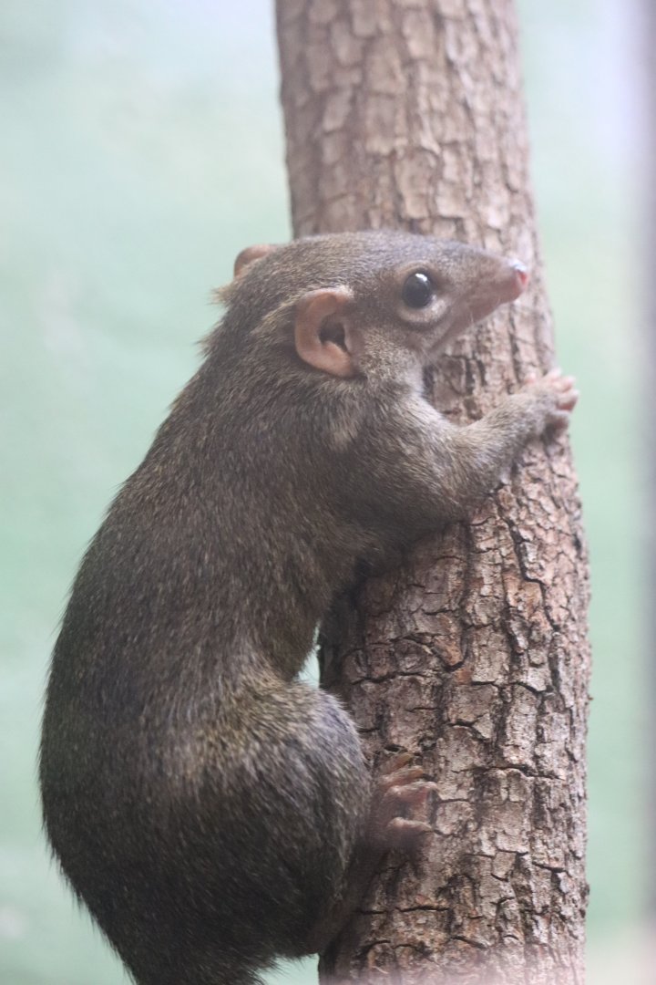 Small Mammal House - Northern Tree Shrew