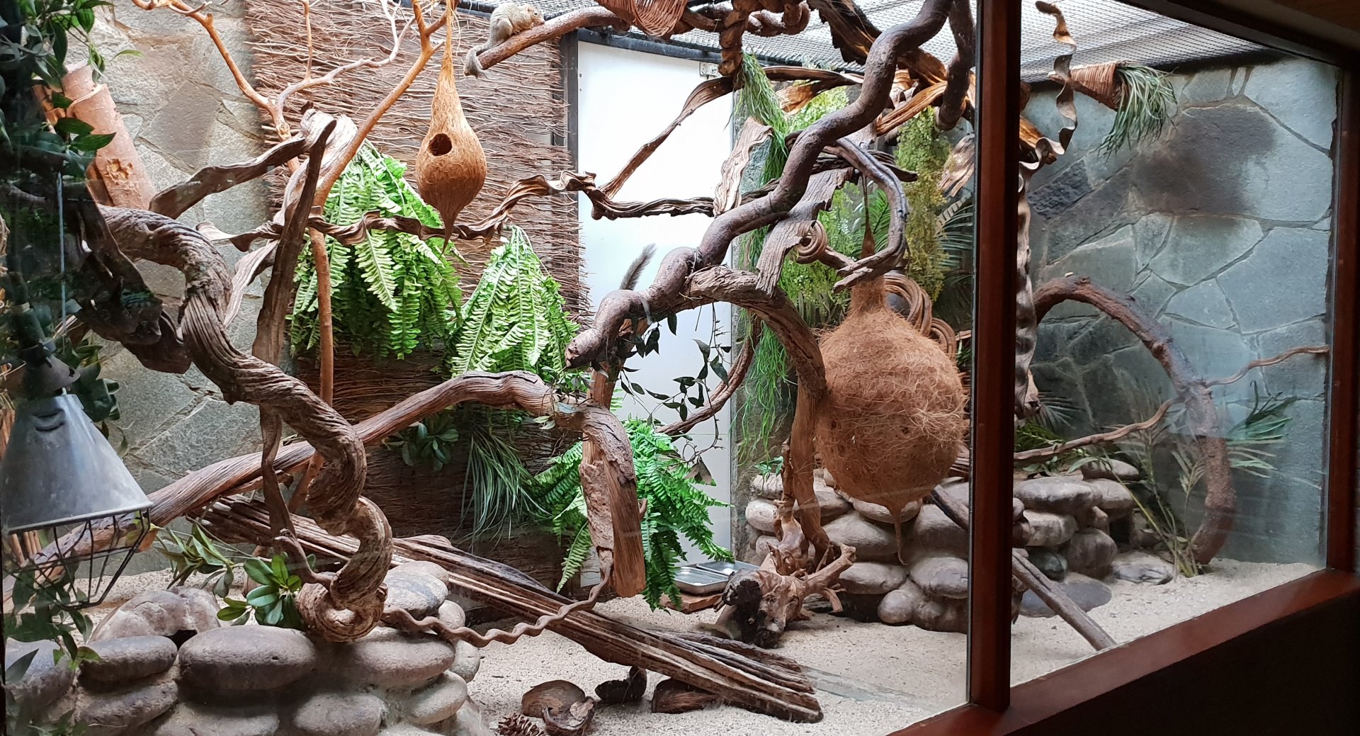 Small Mammal House : Northern treeshrew-enclosure