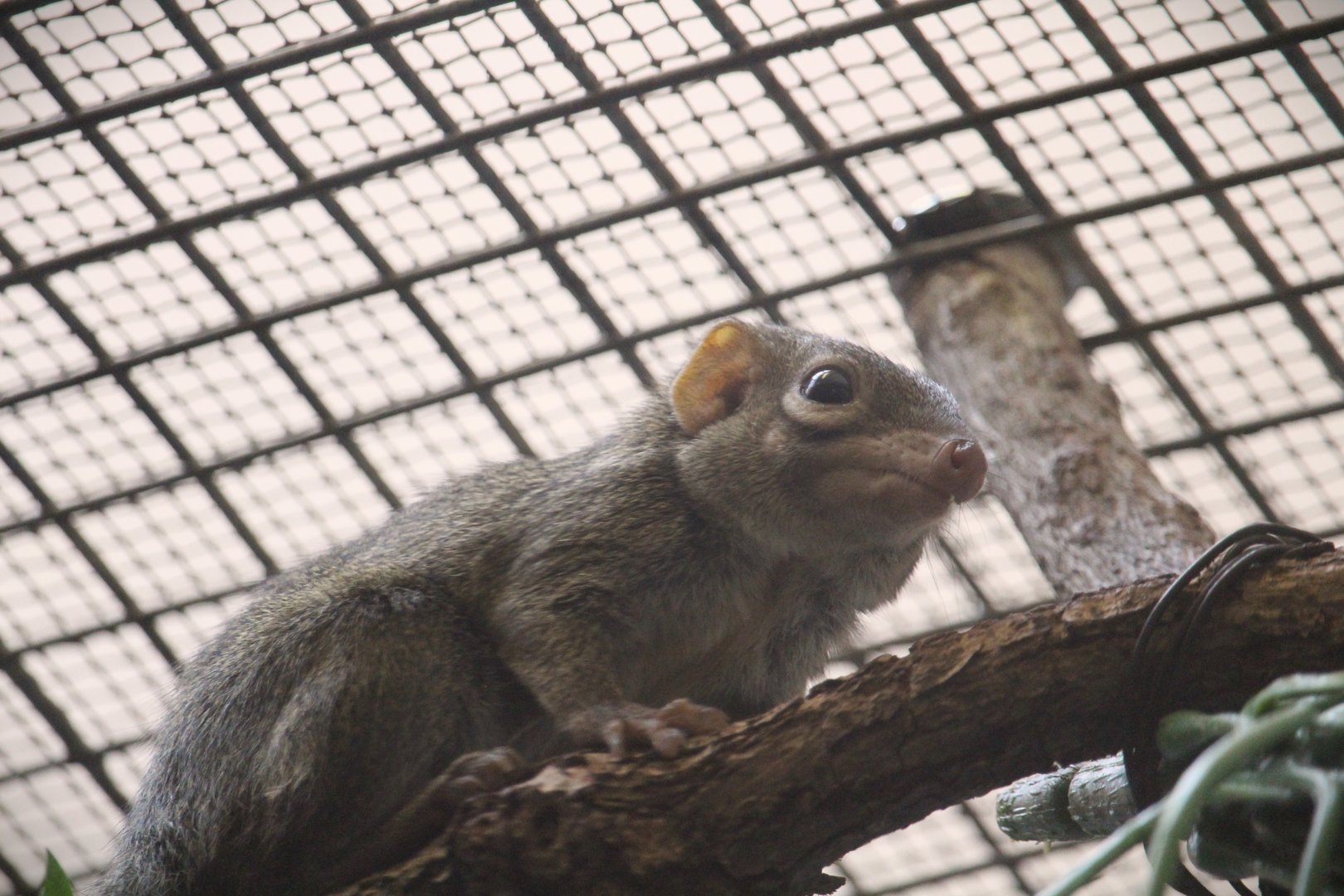 Small Mammal House - Northern Treeshrew
