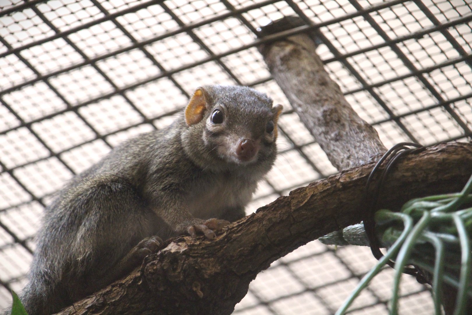Small Mammal House - Northern Treeshrew