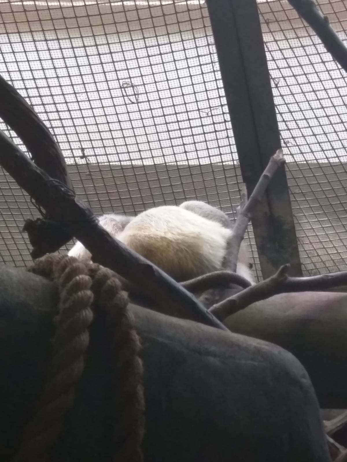 Small Mammal House - One big ball of Southern Tamandua