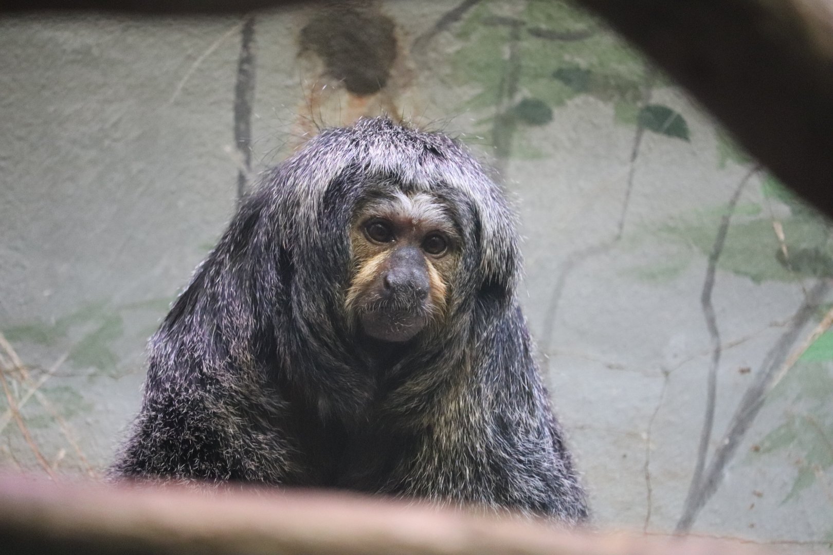 Small Mammal House - Pale-Headed Saki Monkey