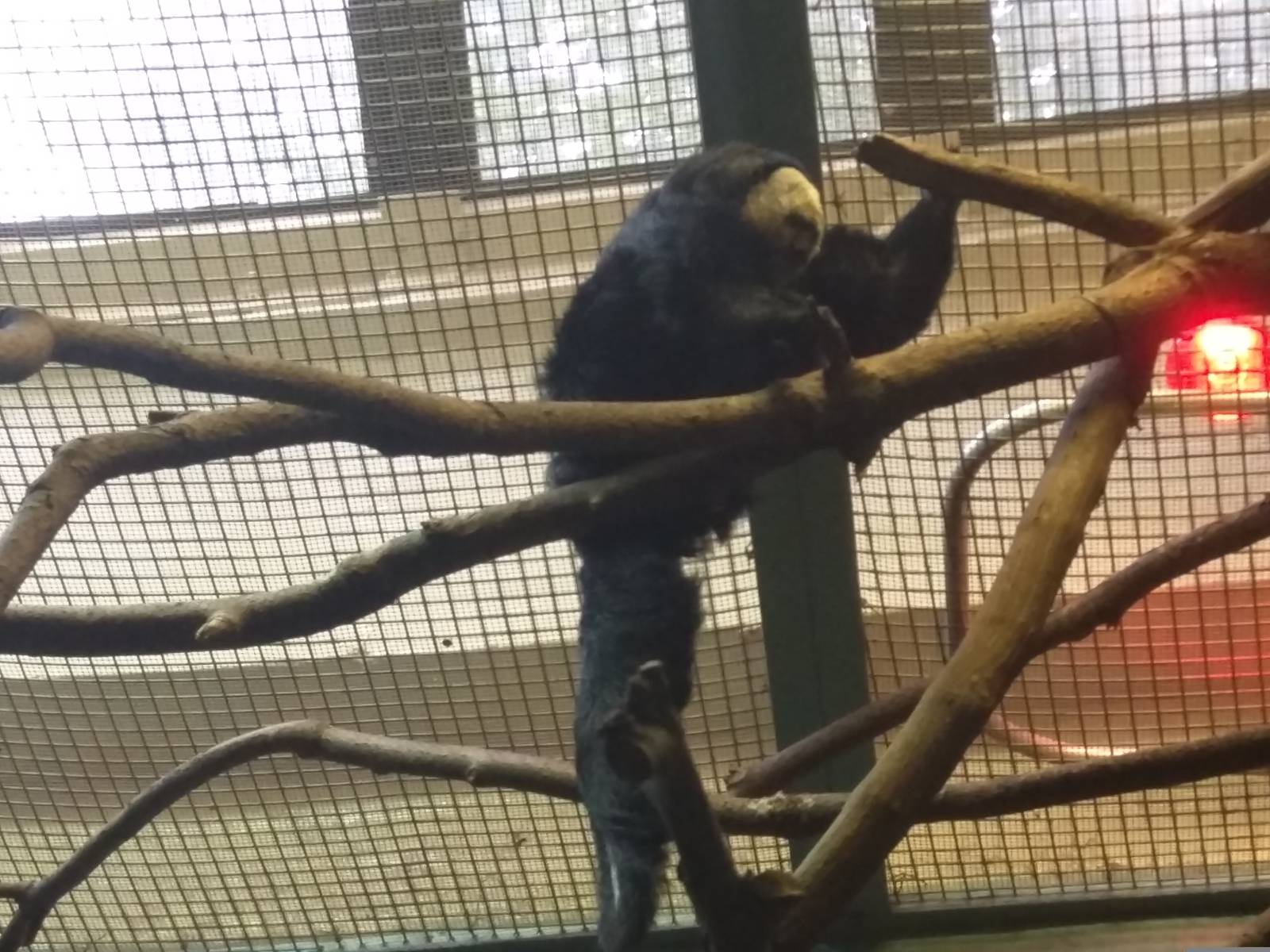Small Mammal House - Pale Headed Saki